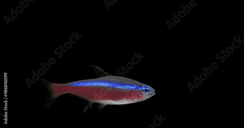 A small red-blue fish fish swims underwater on a transparent background photo