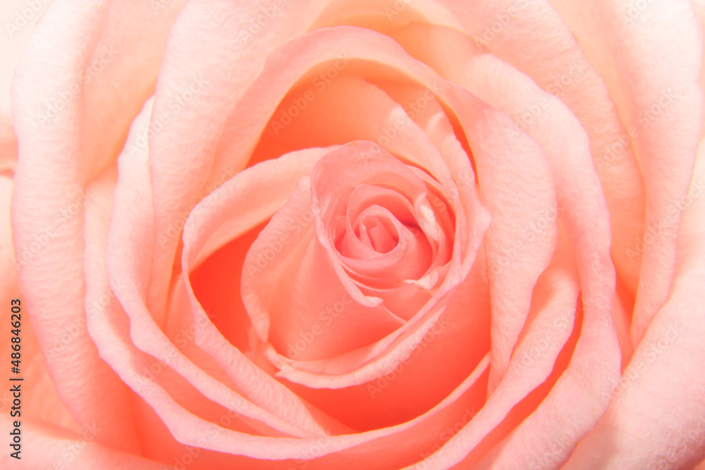 pink tender rose macro background pink tender rose macro background