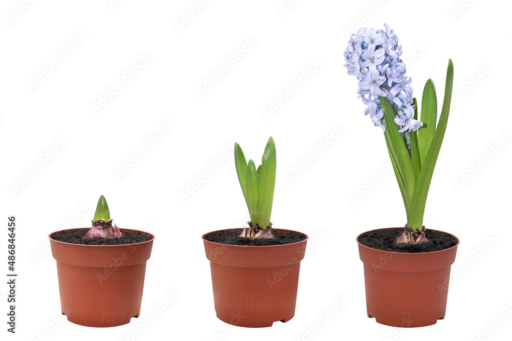 hyacinth grows in a pot against a white background