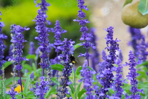 lavender flowers with a bee