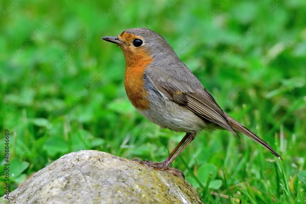 Ein Rotkehlchen (Erithacus rubecula) im Garten. Ein Rotkehlchen (Erithacus rubecula) im Garten.
