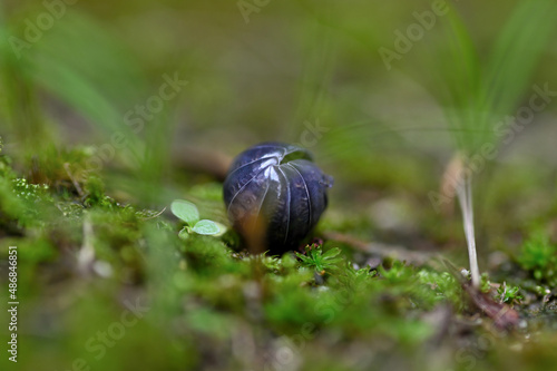 丸くなったダンゴムシ