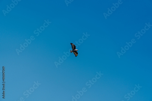 birds in flight