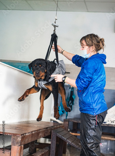 Фотография young rottweiler and re-education