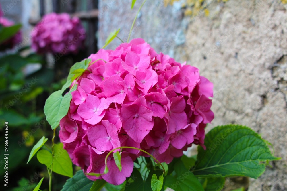 pink flowers