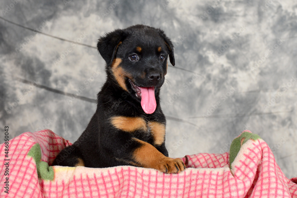 Fat sales rottweiler puppies