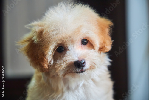 Maltese lapdog and poodle puppy. A new breed of miniature dogs. Dog breeding and cynology.