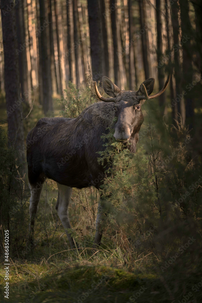 Eastern Poland / Biebrza National Park / wild Poland Polska wschodnia Eastern Poland / Biebrza National Park / wild Poland Polska wschodnia