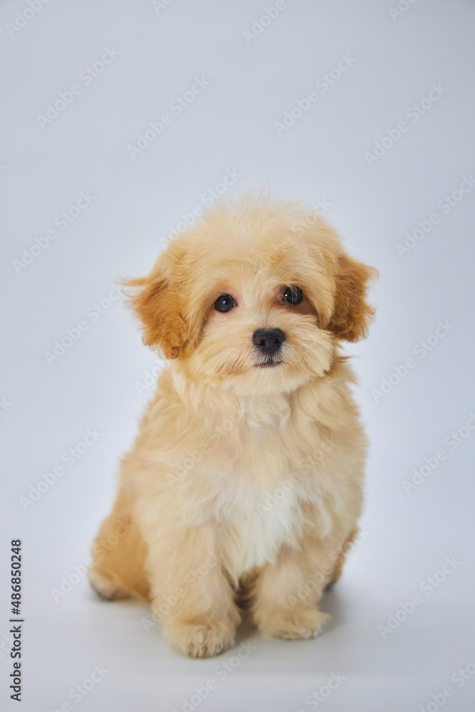 Maltese lapdog and poodle puppy. A new breed of miniature dogs. Dog breeding and cynology.