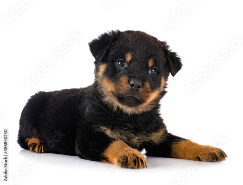 puppy rottweiler in studio