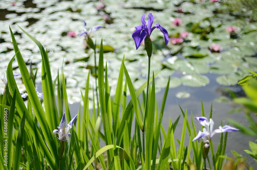 京都　平安神宮神苑の池と花菖蒲