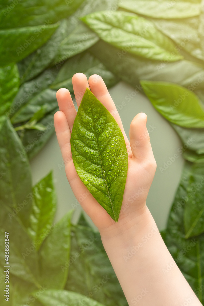 green fresh avocado leaf on child's palm, top view, flat lay green fresh avocado leaf on child's palm, top view, flat lay