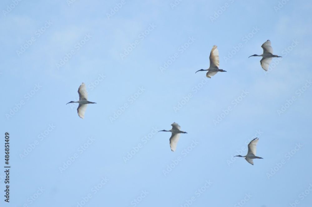 Five birds in flight in the sky