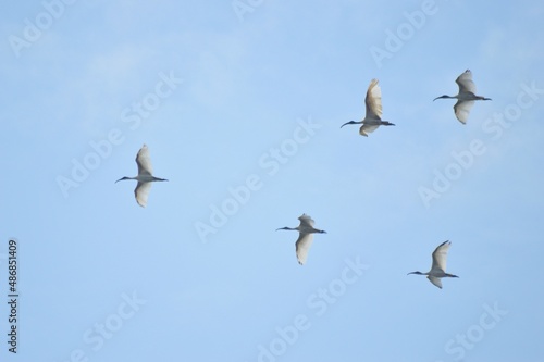 Five birds in flight in the sky