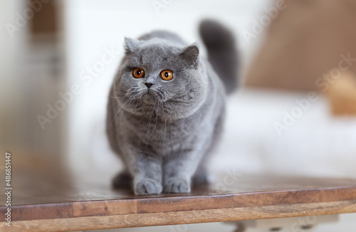 Edel und niedlich - Britisch Kurzhaar Kitten Katzen 