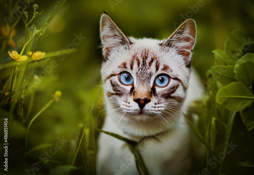 Portrait of a beautiful cute tabby cat sitting among tall green grass and yellow buttercup flowers on a summer day. A pet on a walk in nature. ©  Valeri Vatel