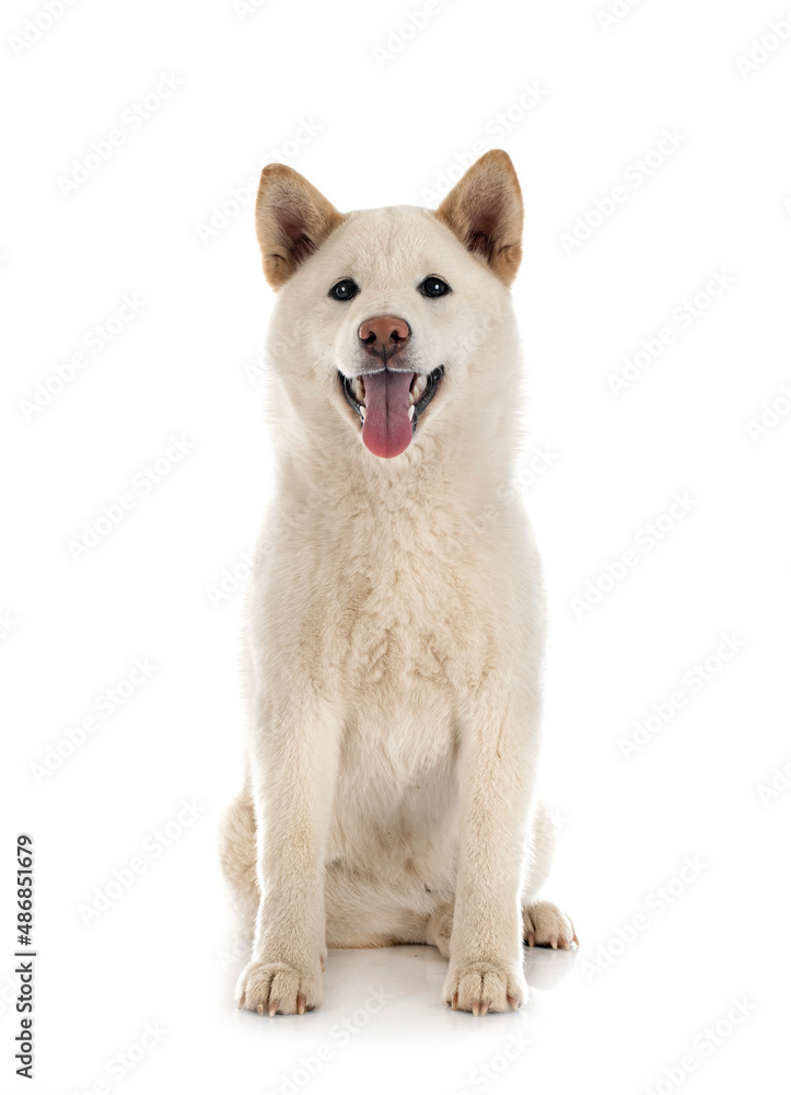 white shiba inu in studio