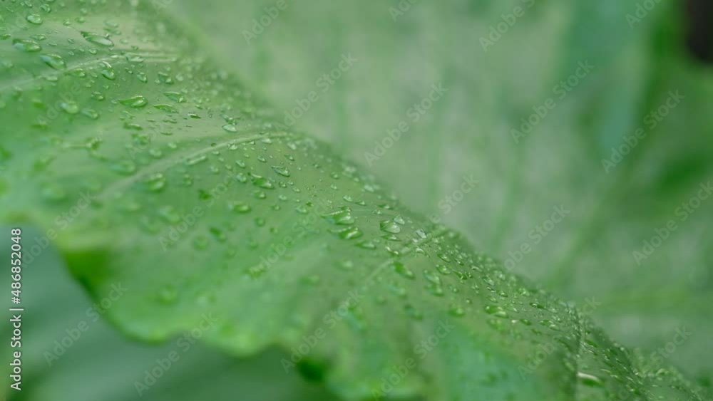 Water drop, Rain slow motion
Water drop, Rain slow motion