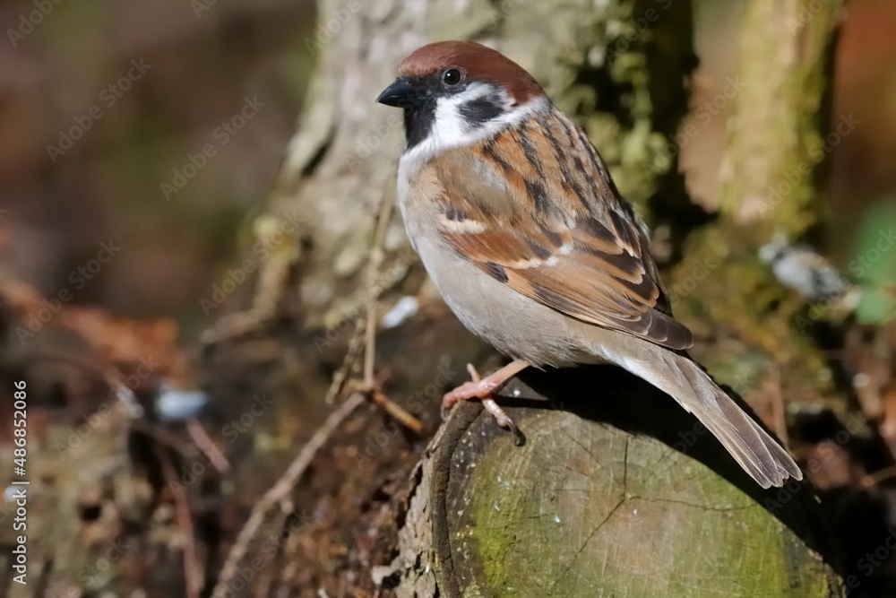 Ein Feldsperling (Passer montanus) im Garten. Ein Feldsperling (Passer montanus) im Garten.