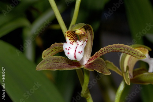 Cymbidium erythraeum photo