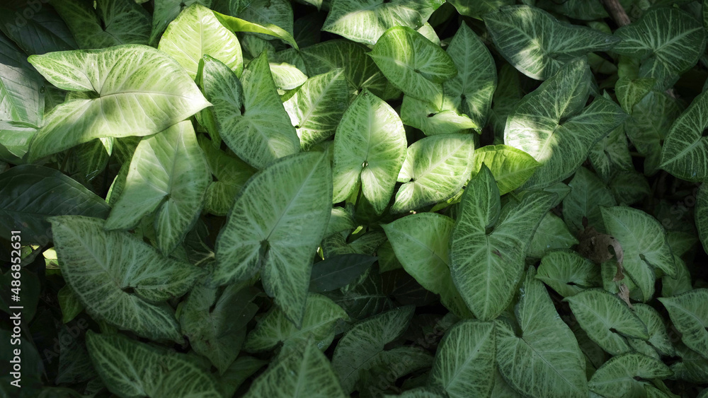 close-up green fresh leaves background close-up green fresh leaves background