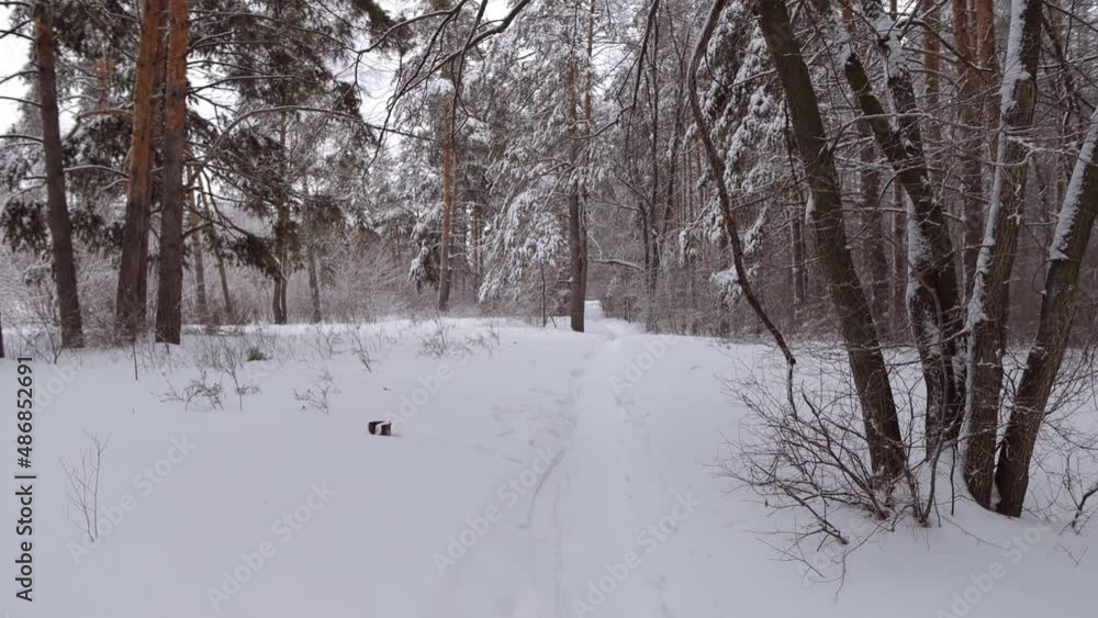 trees in the snow in the winter forest trees in the snow in the winter forest