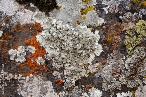 multicolored lichen