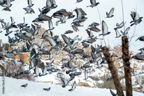 Pigeon Valley and Pigeons in Uçhisar Cappadocia photo