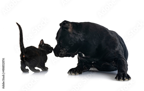 staffordshire bull terrier and kitten