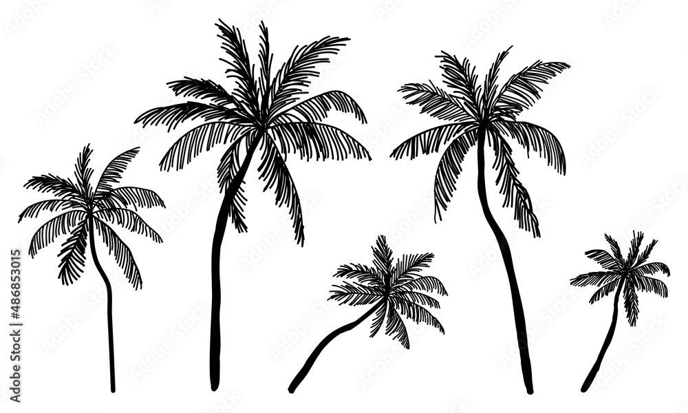 palm tree silhouette