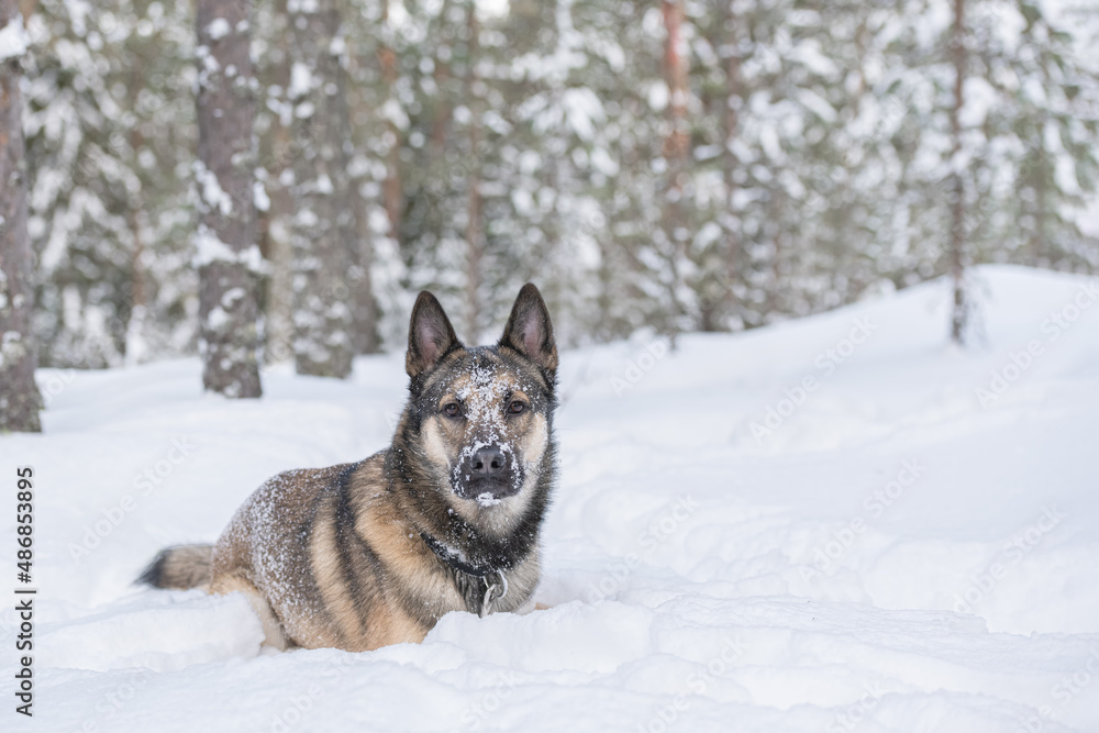 Young east siberian laika running in deep snow