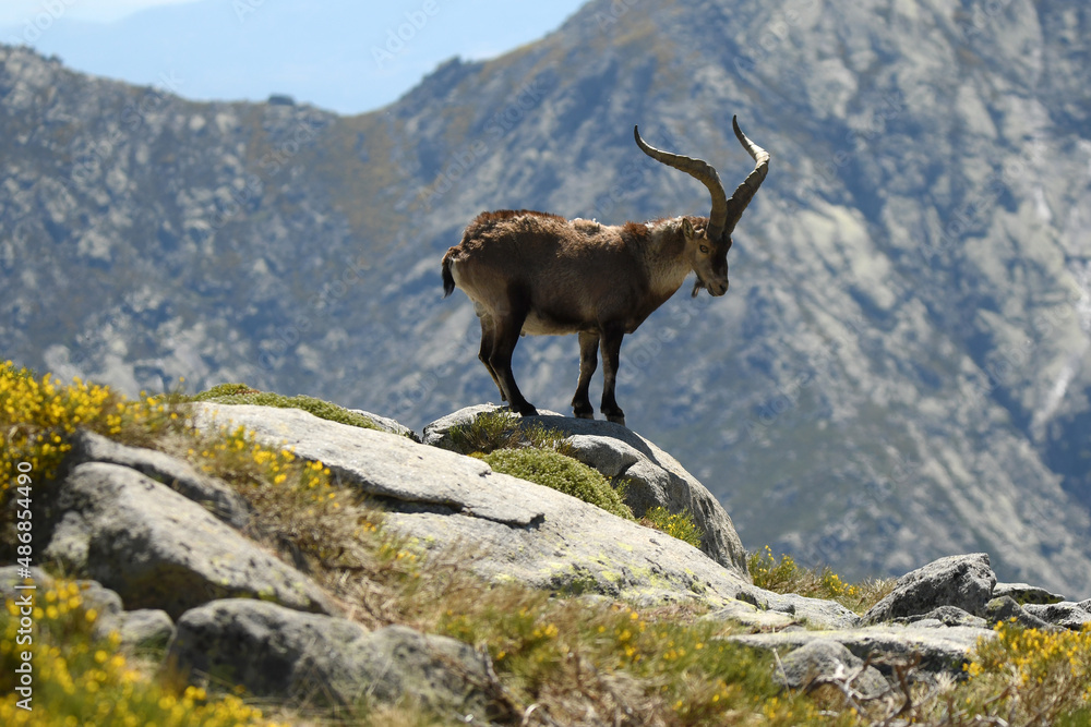Ibex males in the Sierra de Gredos in Avila. Spain Ibex males in the Sierra de Gredos in Avila. Spain