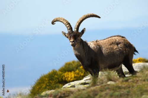 Ibex males in the Sierra de Gredos in Avila. Spain