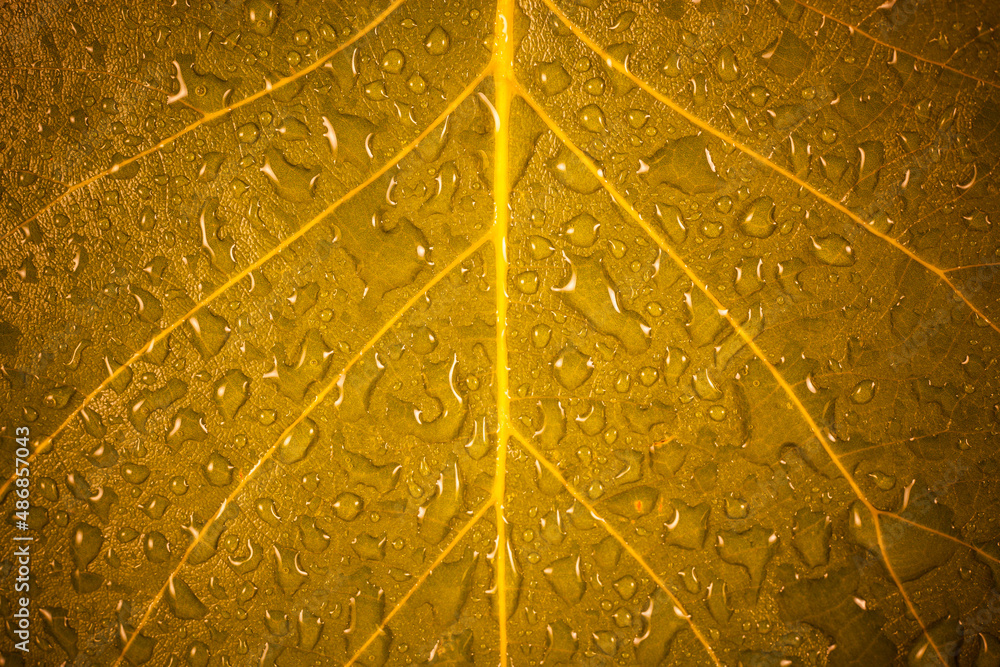 Obraz premium Green leaf with water drops background.