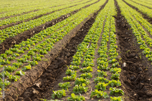 growing lettuce in the field, outdoors, many rows of green plants, selective focus