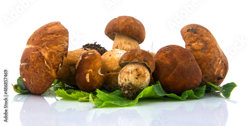 Canvas-taulu brown mushroom
