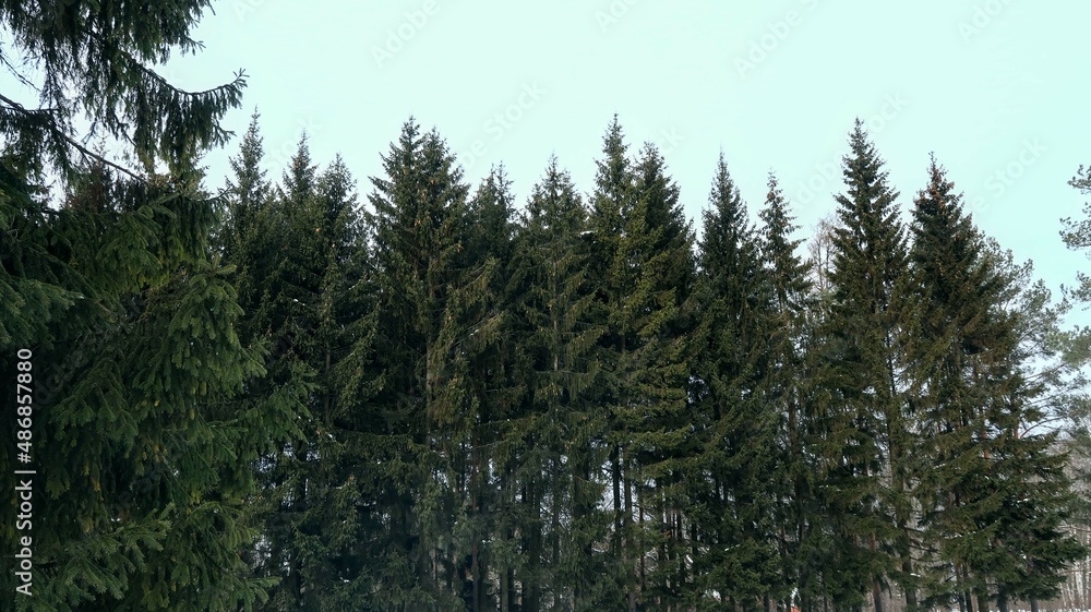 pine tree branches pine tree branches