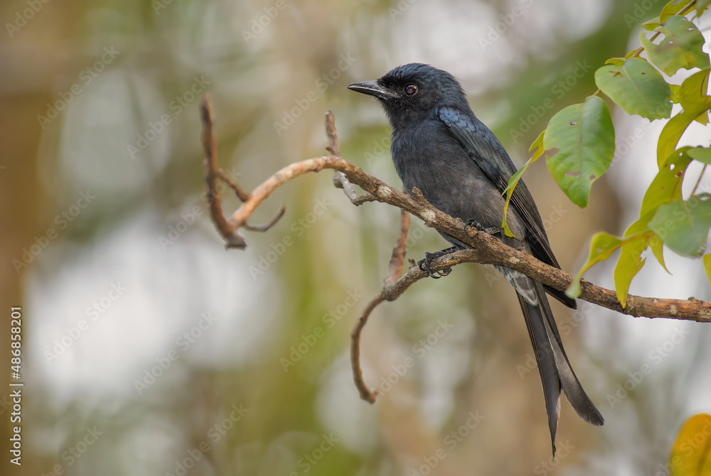 White-bellied Drongo - Dicrurus caerulescens, beautiful black perching bird from Asian bushes and woodlands, Sri Lanka. White-bellied Drongo - Dicrurus caerulescens, beautiful black perching bird from Asian bushes and woodlands, Sri Lanka.