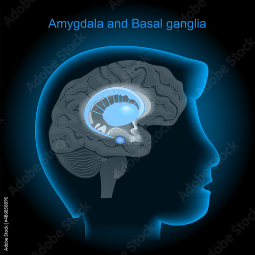 amygdala and basal ganglia