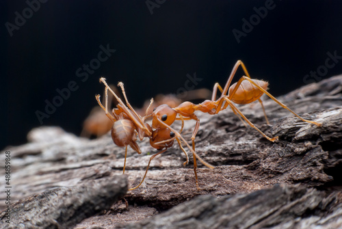 Red ant carrying food. © peterkai