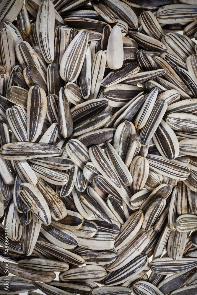 Sunflower seeds background.