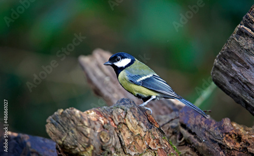 Great tit searching for food in the woods