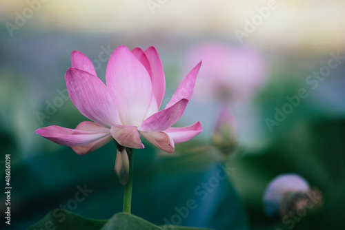 pink lotus background green  revival