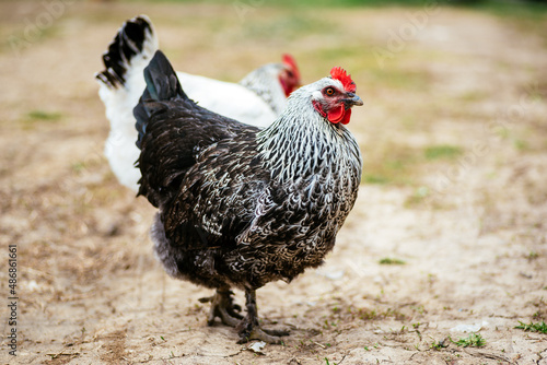 poultry farming during covid times. white and black chickens.
