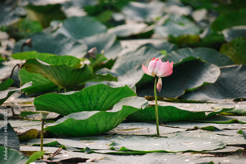 blooming pink lotus. bee on a leaf. walk outdoors
