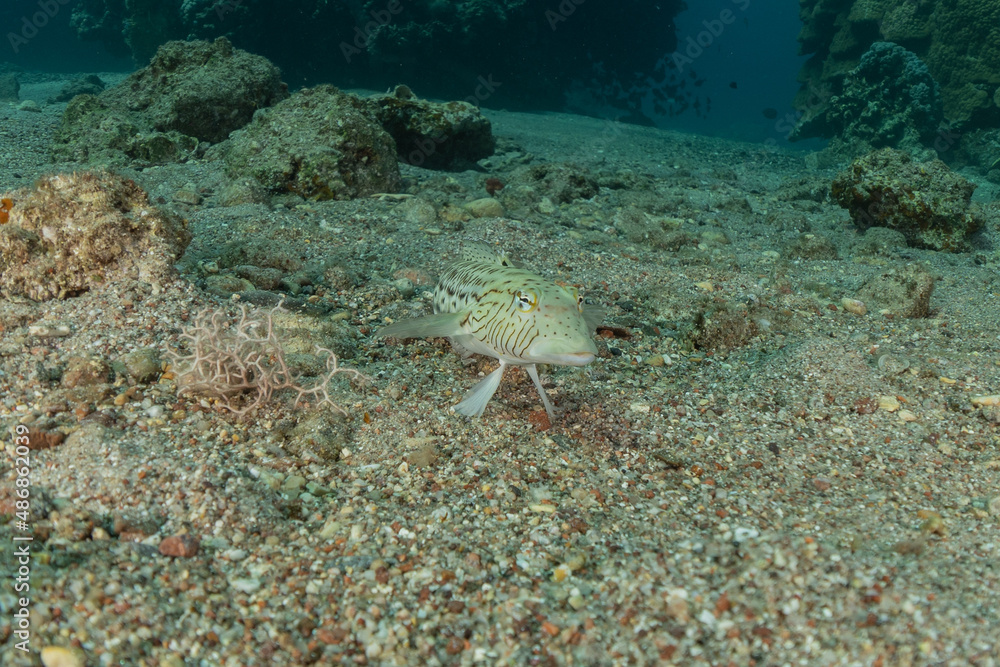 Fish swim in the Red Sea, colorful fish, Eilat Israel
Fish swim in the Red Sea, colorful fish, Eilat Israel