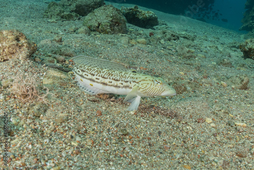 Fish swim in the Red Sea, colorful fish, Eilat Israel 