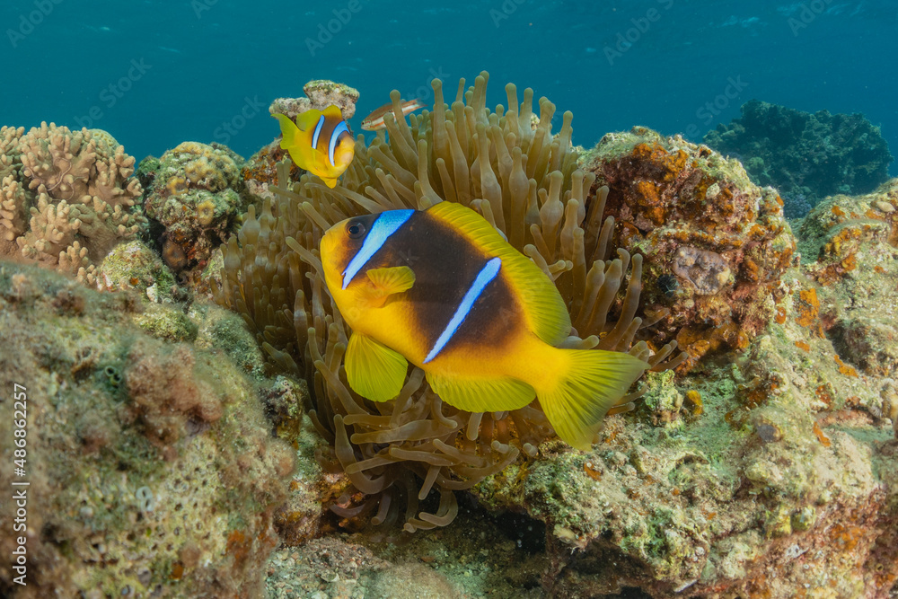 Fish swim in the Red Sea, colorful fish, Eilat Israel
Fish swim in the Red Sea, colorful fish, Eilat Israel