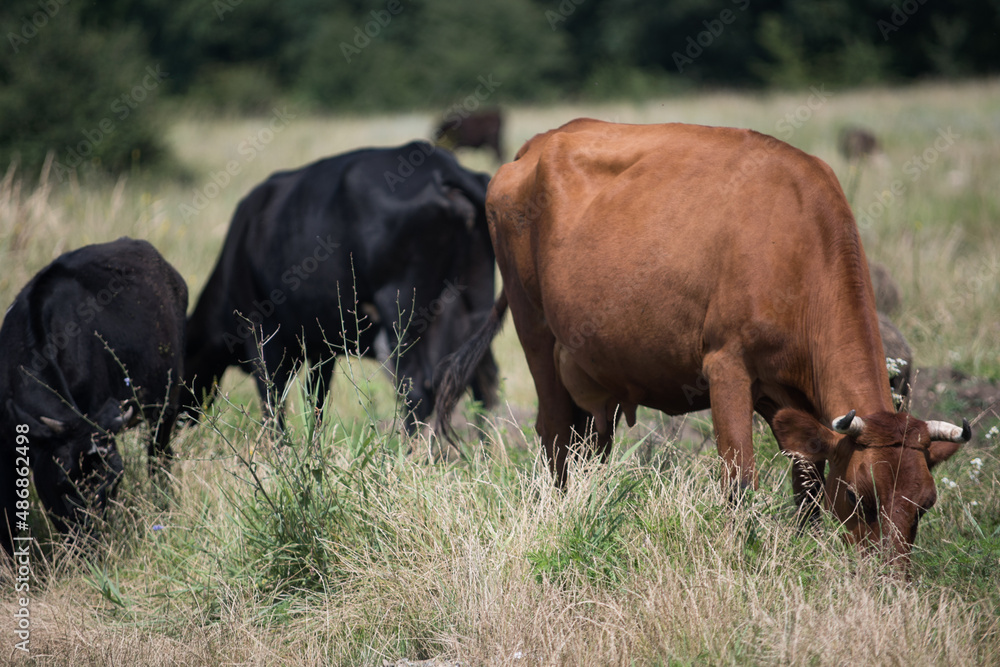 brown cows graze on a garbage dump. ecology. blue sky. brown cows graze on a garbage dump. ecology. blue sky.