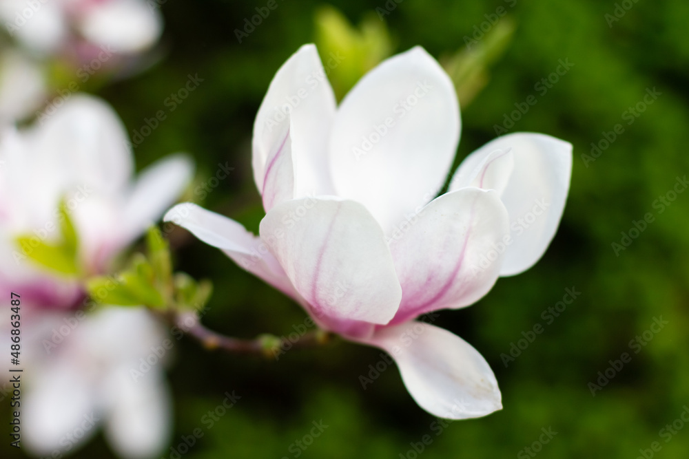 Fototapeta premium Pink blooming magnolia flowers on a bright sunny day. Close-up.